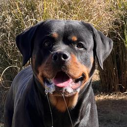 Ada - Rottweiler