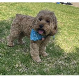 Aussiedoodle and Cockapoo Puppies from Furrytaildoodles