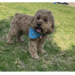 Aussiedoodle and Cockapoo Puppies from Furrytaildoodles