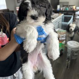Penguin - Black and white female Sheepadoodle puppy in Colorado Springs, Colorado from Kings Doodles