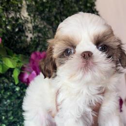 Boy 5 - Liver and white male Shih Tzu puppy in Seguin, Texas from Dolled Up Shih Tzus