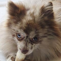Mocha - Pomeranian