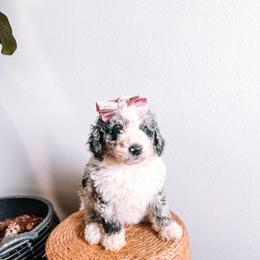 Dahlia Purple Collar - Merle female Sheepadoodle puppy in Republic, Missouri from DOOD & Co