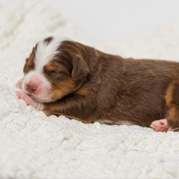 Maple - female Australian Mountain Doodle puppy in Cortez, Colorado from Sassy Pants Pups
