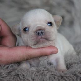 American Corgi and French Bulldog Puppies from Moonstone Corgis & Frenchies