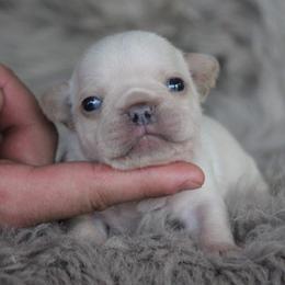 American Corgi and French Bulldog Puppies from Moonstone Corgis & Frenchies