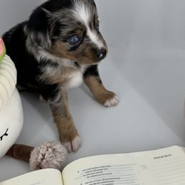 Miniature Australian Shepherd and Toy Australian Shepherd Puppies from Ollie's Aussies