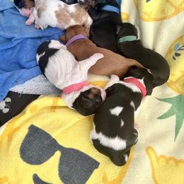 Cavalier King Charles Spaniel Puppies from The Cavi Pack