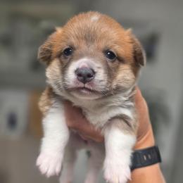 Girl 2 - Fawn female Pembroke Welsh Corgi puppy in San Diego, California from San Diego Corgis