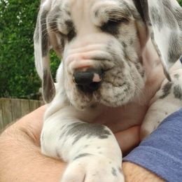 Great Danes from Heartfelt Danes