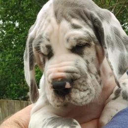 Great Danes from Heartfelt Danes