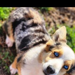 Chunk - American Corgi