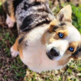 Chunk - American Corgi