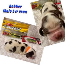 Bobber - Black and white male English Springer Spaniel puppy in Madison, Indiana from McCollough's Pawsome Spaniels and Danny's Delightful Dachshunds