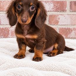 Sharon - Chocolate and tan female Dachshund puppy in Industry, Illinois from KDKs Kennels