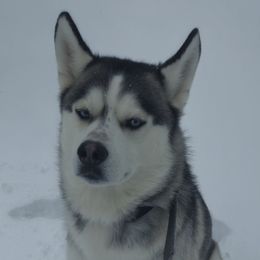 Siberian Huskies from Blue Star Siberians