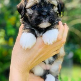 Lhasa Apso Puppies from Florida Lhasa Apso