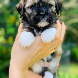 Lhasa Apso Puppies from Florida Lhasa Apso