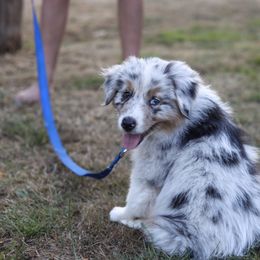 Australian Shepherd Puppies from Lake Creek Aussies