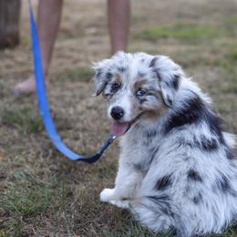 Australian Shepherd Puppies from Lake Creek Aussies