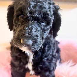 Poodle Puppies from Altamaha Mud Poodles LLC.