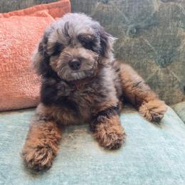 Romeo - Gray male Poodle puppy in Buffalo, Illinois from Pear Tree Pups