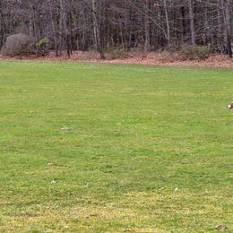 English Shepherd All Grown Up from Quixotic Shepherds