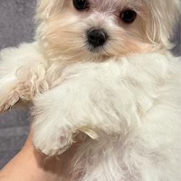 Tina-Barbie - White female Maltese puppy in San Diego, Temecula, Ontario, California from Yorkie & Maltese Royalty
