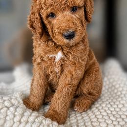 Cove - Red  male Goldendoodle puppy in Escalon, California from Miley&Co.