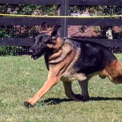 German Shepherd All Grown Up from Kaeginart's GSD