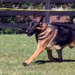German Shepherd All Grown Up from Kaeginart's GSD