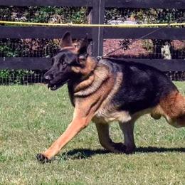 German Shepherd All Grown Up from Kaeginart's GSD