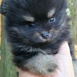 Sterling pup 1 Bear - Black and tan female Pomeranian puppy in Carrollton, Georgia from B AND R'S POMERANIAN'S