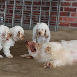 Clumber Spaniel Puppies from Rainsway Clumber Spaniels