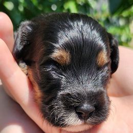 Boy 6 - Black white and tan male Cockapoo puppy in Virginia Beach, Virginia from Christine's cockapoos