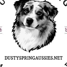 Australian Shepherds, Miniature American Shepherds, Miniature Australian Shepherds, and Toy Australian Shepherds from Dusty Spring Australian Shepherds, LLC