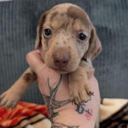 Finn - Dapple male Dachshund puppy in Barnard, Missouri from KB Doxies