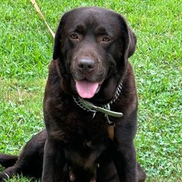 Fawn - Labrador Retriever
