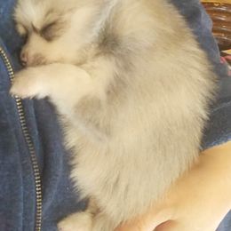 Pomeranian and Pomsky Puppies from Spillman's Specialty Breeding