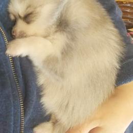 Pomeranian and Pomsky Puppies from Spillman's Specialty Breeding