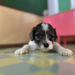 Mabel (Girl 2) - Tri-color female Cavapoo puppy in Thorndale, Texas from Hattie’s Texas Cavapoos
