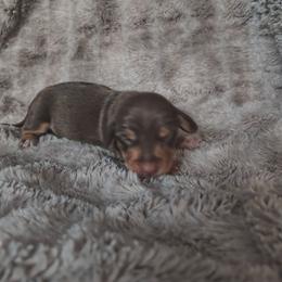 Reese - Chocolate and tan male Dachshund puppy in Opelika, Alabama from Dachshund Darlins
