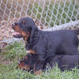 Girl 5 - Black and tan female Gordon Setter puppy in Gordonville, Pennsylvania from Blue Ribbon Setters