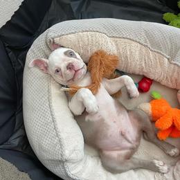 Boston Terrier Puppies from Lola’s House of Bostons & Rescue