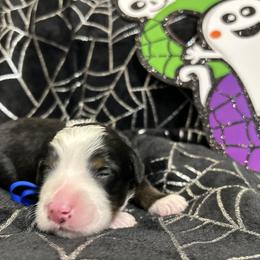 Bernedoodle Puppies from Elite Bernedoodle Besties LLC