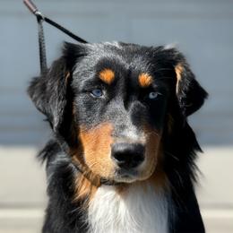 Greta - Black tri-color female Australian Shepherd puppy in Selah, Washington from Bear Creek Aussies