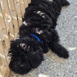 Blue - Black female Affenpinscher puppy in Hastings, Florida from Tamari Affenpinchers and Oakhurst Rhodesians