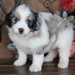 Girl 1 - Blue merle female Aussiedoodle puppy in Lawton, Oklahoma from Lindsey’s Aussies