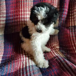 Minnie - Black and white female Sheepadoodle puppy in Bellevue, Iowa from Fluffy Wonders Poms and Doodles