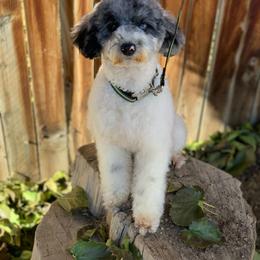 Malibu - Poodle